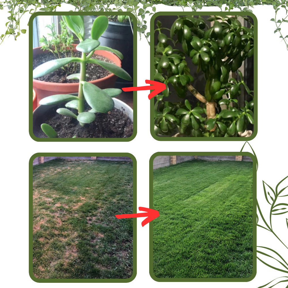 Organic Nutrients Soil Activator  - Ozerty